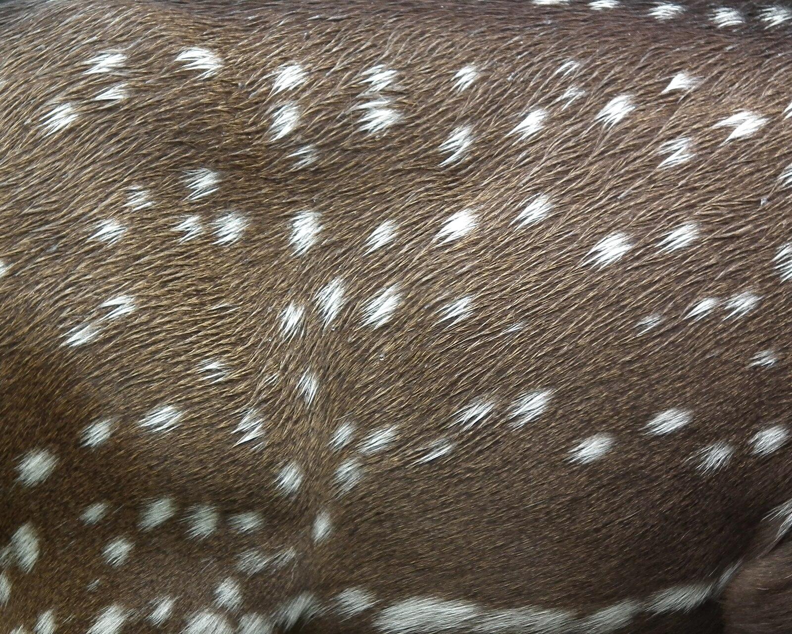 Nisargadhama deer park 6627